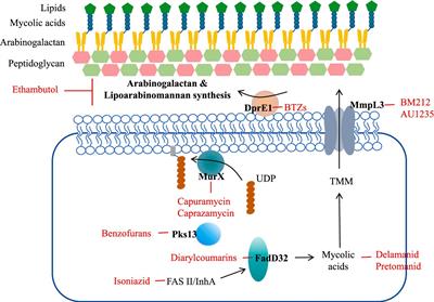 The progress of Mycobacterium tuberculosis drug targets